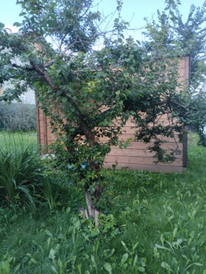 Коллективный сад номер 7, участок 58 в Тавде - tavda.yutvil.ru - фото 28