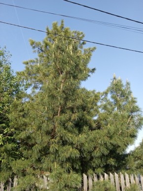 ул. Полынная,29 в Тавде - tavda.yutvil.ru - фото 18